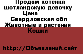 Продам котенка шотландскую девочку  › Цена ­ 1 000 - Свердловская обл. Животные и растения » Кошки   